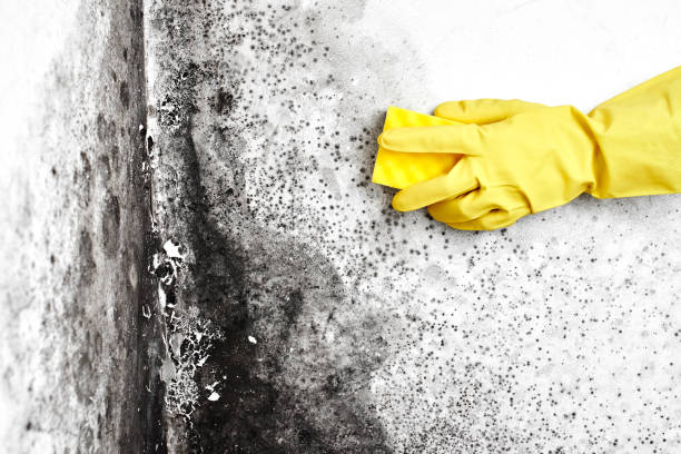 Best Industrial Mold Remediation  in Hillburn, NY