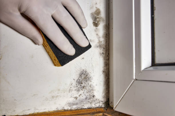 Best Crawl Space Mold Remediation  in Hillburn, NY